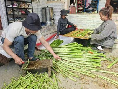 楚雄南华县罗武庄乡：一帘“翡翠”出山去——贡菜产业迎来采收旺季