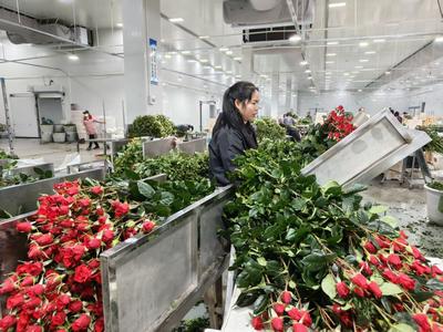 楚雄双柏县大庄镇：花开迎春俏 产销两旺忙