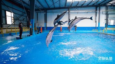 新春“趣”游玉溪丨春节旅游线路推介——新春启智研学之旅