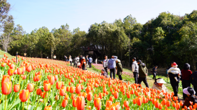 春节​游楚雄，“花式”过大年！2026新春文旅活动①：州级活动