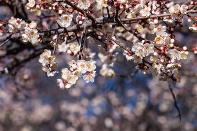 云游丨春天的第一场旅行，从云南开始吧