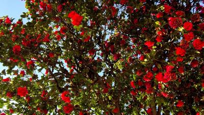 冬日来双柏！赴一场云海、山茶与美食的暖冬之约