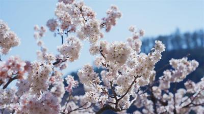 世界花园·楚雄之旅丨万亩樱桃花海盛放！武定大石房邀你共赴春日之约