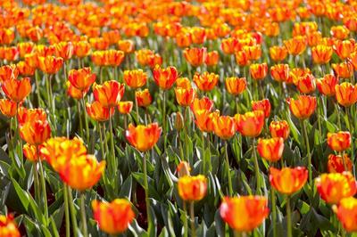 云游丨春天的第一场旅行，从云南开始吧