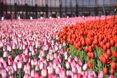 网络中国节·春节丨逛遍十六州市 一键解锁云南春节限定快乐