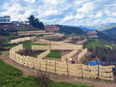 楚雄南华县五街镇：从“冬晒一季”到“四季增值”