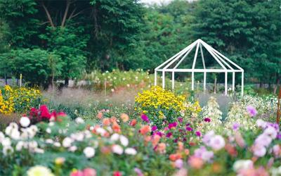 世界花园丨新春时节，赴一场红河花信之约