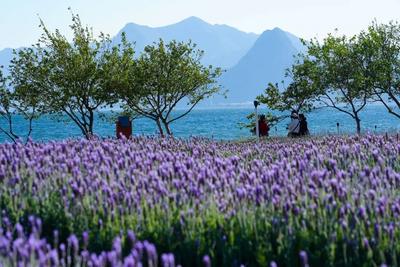 世界花园·玉溪之旅丨玉溪春日花事：奔赴一场限定的浪漫之约