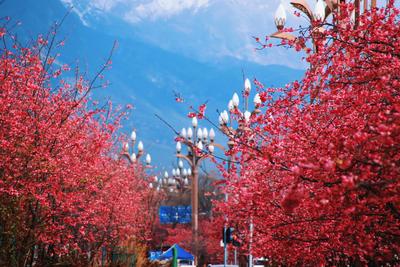 雪映粉樱，丽江樱花大道进入最佳观赏期