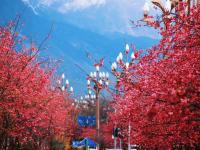 雪映粉樱，丽江樱花大道进入最佳观赏期