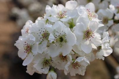世界花园·玉溪之旅丨江川大平地：一树洁白，花开成海，许你三月雪