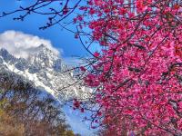 雪映粉樱，丽江樱花大道进入最佳观赏期