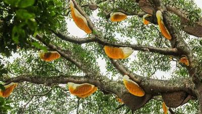 上春山，追春茶，入古寨——这就是普洱的春天