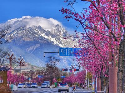 雪映粉樱，丽江樱花大道进入最佳观赏期