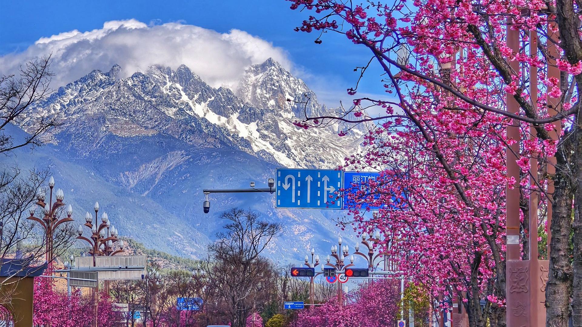 雪映粉樱，丽江樱花大道进入最佳观赏期