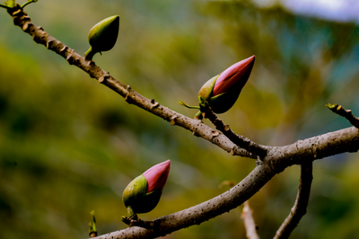 云南金平：木棉花开红似霞