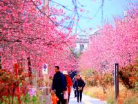 雪映粉樱，丽江樱花大道进入最佳观赏期