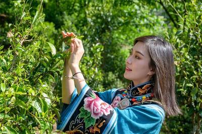治愈力100%！春风十里，不如楚雄茶山遇见你