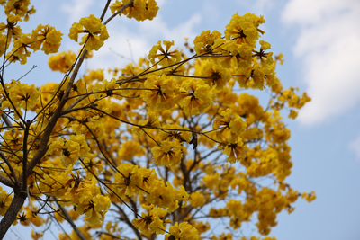 如约绽放！金平傣族风情街黄花风铃木迎来盛花期