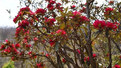 何须名苑看春风！大姚昙华这一路马缨花，才是最野的春色