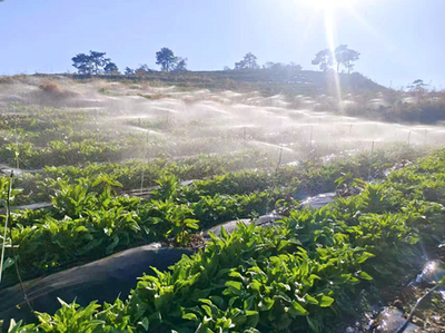 楚雄南华县五顶山乡：“小庭院”撬动“大产业” 贡菜产业带动农户稳定增收