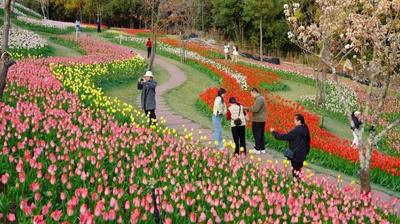 春天来楚雄，赏花、拍花、吃花！