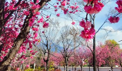 雪映粉樱，丽江樱花大道进入最佳观赏期