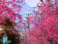 雪映粉樱，丽江樱花大道进入最佳观赏期