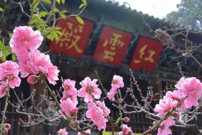 世界花园·玉溪之旅丨玉溪春日花事：奔赴一场限定的浪漫之约