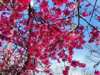 雪映粉樱，丽江樱花大道进入最佳观赏期