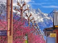 雪映粉樱，丽江樱花大道进入最佳观赏期