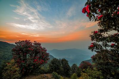 世界花园·玉溪之旅丨玉溪春日花事：奔赴一场限定的浪漫之约