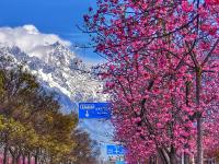 雪映粉樱，丽江樱花大道进入最佳观赏期