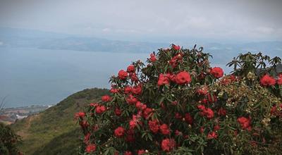 世界花园·玉溪之旅丨​江川谷堆山：马缨花绽放火红如霞