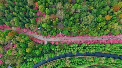 坐着动车去云南邂逅金色花事 云南铁路多措并举护航“三八”踏春潮