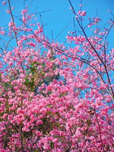 春满红河，全域赏花地图请查收！