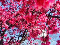 雪映粉樱，丽江樱花大道进入最佳观赏期