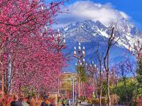 雪映粉樱，丽江樱花大道进入最佳观赏期