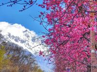 雪映粉樱，丽江樱花大道进入最佳观赏期