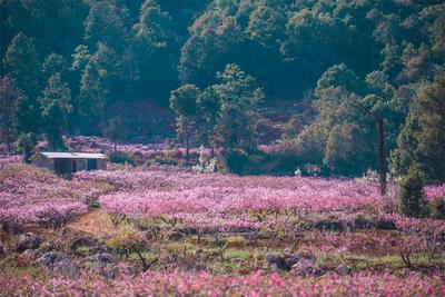 万亩桃花开！禄丰土官桃花乡村文化旅游节等你来