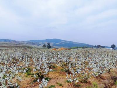 周末到玉溪看比赛丨江川大平地：千亩梨花盛放如雪