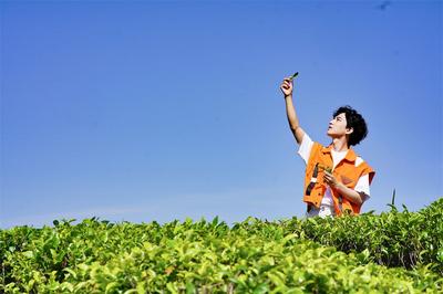 治愈力100%！春风十里，不如楚雄茶山遇见你