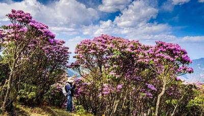 清明、州庆玩出鲜“花”样！楚雄四月赏花攻略来了