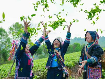 上春山，追春茶，入古寨——这就是普洱的春天