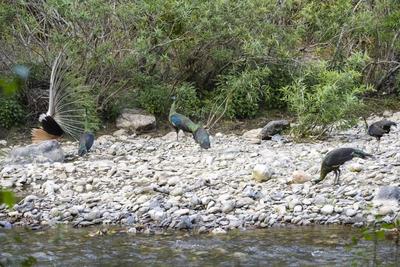 占全国总量逾五成 楚雄双柏绿孔雀种群数量达625只