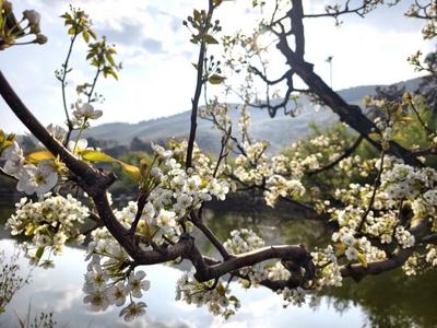 云龙：万亩梨花笑春风 太极图里菜花黄
