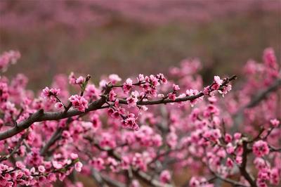 万亩桃花开！禄丰土官桃花乡村文化旅游节等你来
