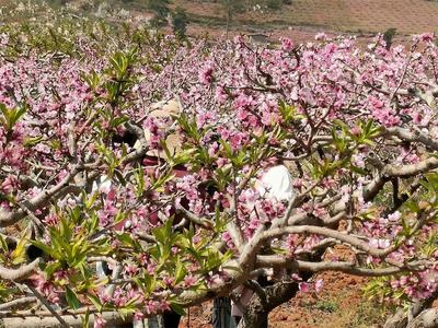 万亩桃花开！禄丰土官桃花乡村文化旅游节等你来