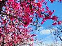 雪映粉樱，丽江樱花大道进入最佳观赏期