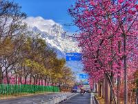 雪映粉樱，丽江樱花大道进入最佳观赏期